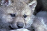 Get Out There: Wolf Quest