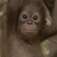 Orangutan Island: Series Premiere