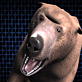 When Animals Strike: Shocking Bear Standoff