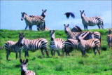 Fooled by Nature: Zebra's Stripes
