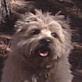 Breed All About It: Cairn Terrier