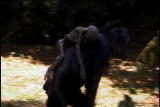 play video on Animal Planet