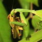 Killer Clips: Praying Mantis and Cricket