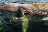 Air Jaws: Sharks of South Africa: Shark Feeding Frenzy