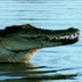 Jaws and Claws: Croc Hunt