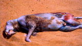 2008: The Year in Animals: No. 4 - Montauk Monster