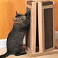 Petfinder: Adopting The Right Cat For You