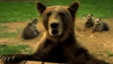 Stranger Among Bears: Too Close to Grizzlies?