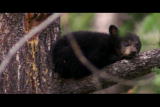 Natural World: Bear Climbing & Coyote
