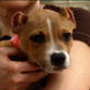 Animal Cops: Update on Jake