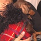 Pet Trends: Fashion Week: JJ and Me