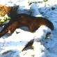 Saving Grace the Otter: Webisode 20