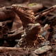 Happy Mother's Day: Komodos