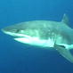 Shark Week: Chum Cannon