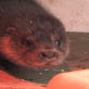 Saving Grace the Otter: Webisode 3