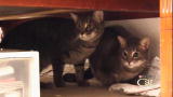 Housecat Housecall: Bella & Otis