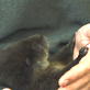 Saving Grace the Otter: Webisode 1 Part 2