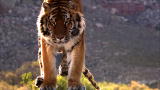 Time Warp: Tiger Leap Close Up