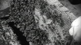 Reel Impact: The Last Beekeeper (Trailer)