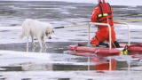 Untamed and Uncut: Dog Trapped on Thin Ice