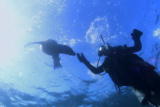 Planet's Best: Diving with Sea Lions