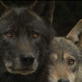 Animal Planet Promos: Living With the Wolfman Animal Farm B