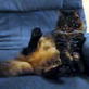 Bissell Pet Games Week 6: Help, My Cat Thinks He is a Dog!
