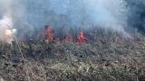 Earth: Prescribing Fires