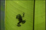 play video on Animal Planet