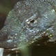 Fooled by Nature Quiz: Komodo Dragon