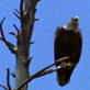 Untamed and Uncut: Eagle Attacks Eagle Chicks