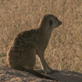 Meerkat Music Videos: Tail of the Desert Sands