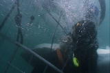 Weird True & Freaky: Cage Diving Shark Attack