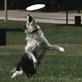 Time Warp: Frisbee Catch
