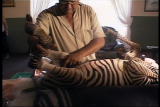 Growing Up Zebra: Zebra Foal Surgeries