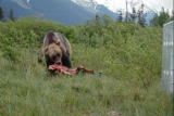 Bear Feeding Frenzy: Food Fight