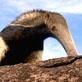 Amazon Claws: An Odd Design