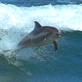 Planet Earth: Shallow Seas: Dolphin Waves