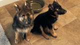 Jon & Kate Plus 8: Puppy Supper
