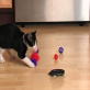 Petfinder: Games with your Pets