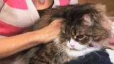 Housecat Housecall: Stress Reduction