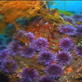Planet Earth: Shallow Seas: Kelp Forest