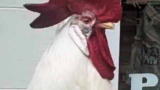 The Daily Treat: Gettin' the Cluck Out with Mr. Clucky