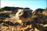 Fooled by Nature: Rhythmic Rattlers