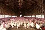 HowStuffWorks: Big Turkey Business
