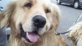 The Daily Treat: What is Your Pet's Guilty Pleasure?