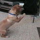 Bissell Pet Games Week 8: Bo Versus the Toy Helicopter!!