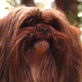 Breed All About It: Lhasa Apso