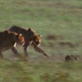 Killer Clips: Cheetahs Chase Down Hare