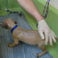 Animal Cops: Philadelphia: Grooming